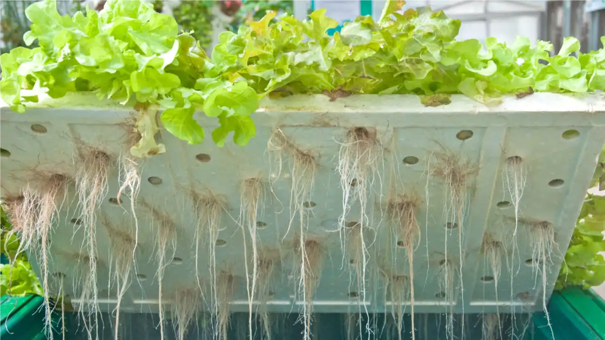 Hidroponia no apartamento, horta fácil, passo a passo no blog Conversa Pronta.