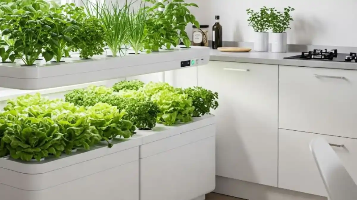 Hidroponia no apartamento, horta fácil, dicas e passo a passo no blog Conversa Pronta.