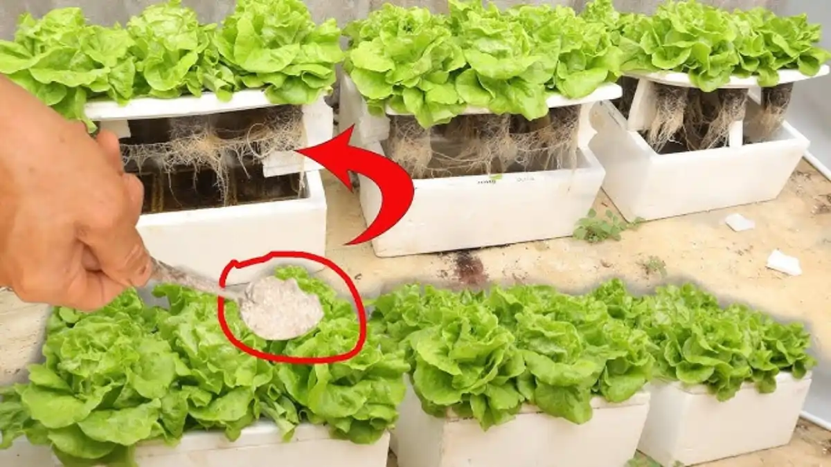 Hidroponia no apartamento, horta fácil, dicas e nutrientesno blog Conversa Pronta.