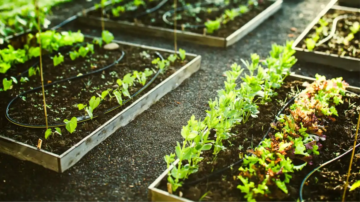 Irrigação automática com arduino, esquema no blog Conversa Pronta. Passo a passo e modo de fazer completo.