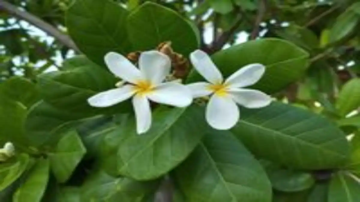 Janaúba, a verdade e o mito sobre cura do câncer, no blog Conversa Pronta.