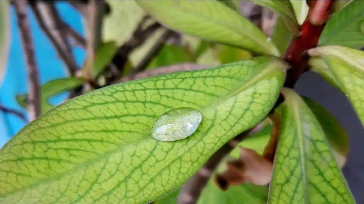 Janaúba, a verdade e o mito sobre cura, no blog Conversa Pronta.