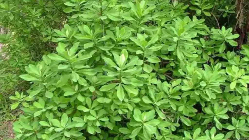 Janaúba leiteira, a verdade e o mito sobre cura, no blog Conversa Pronta.