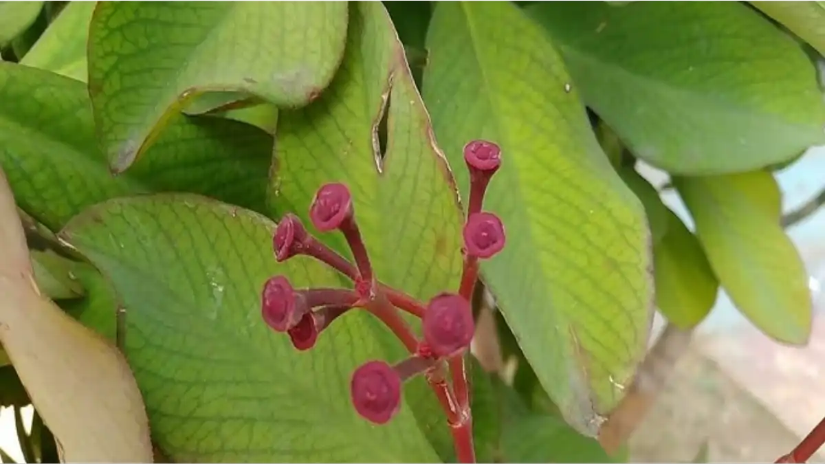 Janaúba leiteira, a verdade e o mito no blog Conversa Pronta.