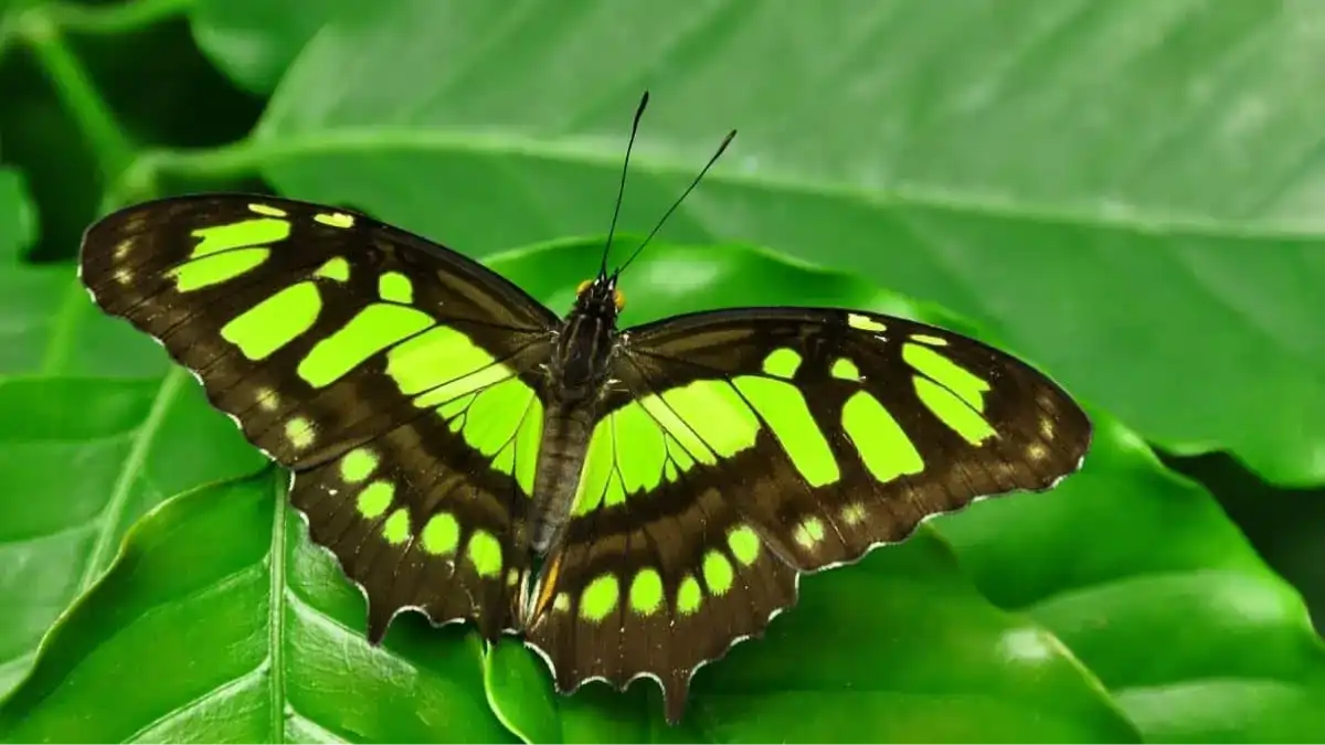 Jardim amigo das borboletas com um guia geral no blog Conversa Pronta.