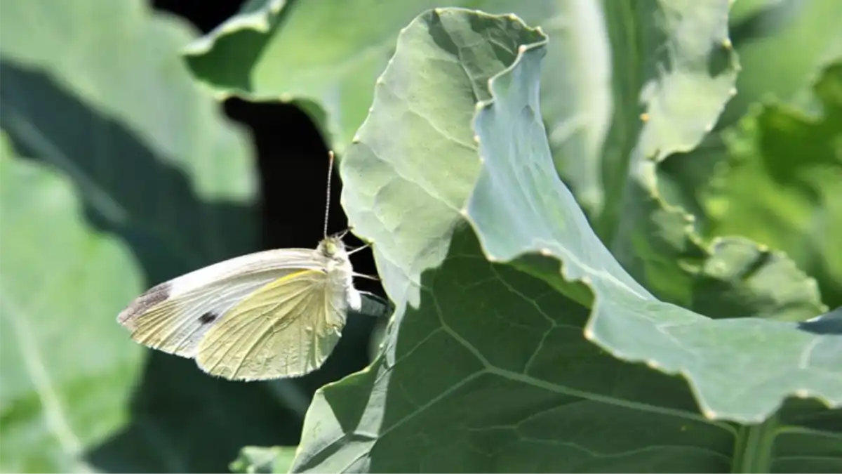 Jardim amigo das borboletas com um guia geral no blog Conversa Pronta, sobre como proteger a horta.