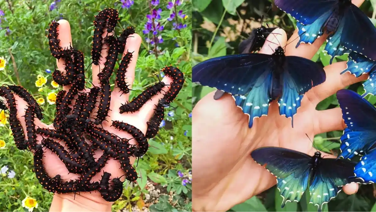 No Jardim amigo das borboletas, as lagartas são transferidas. Dicas no blog Conversa Pronta.