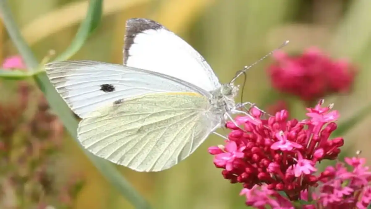 Jardim amigo das borboletas mostrando uma borboleta branca, no blog Conversa Pronta.