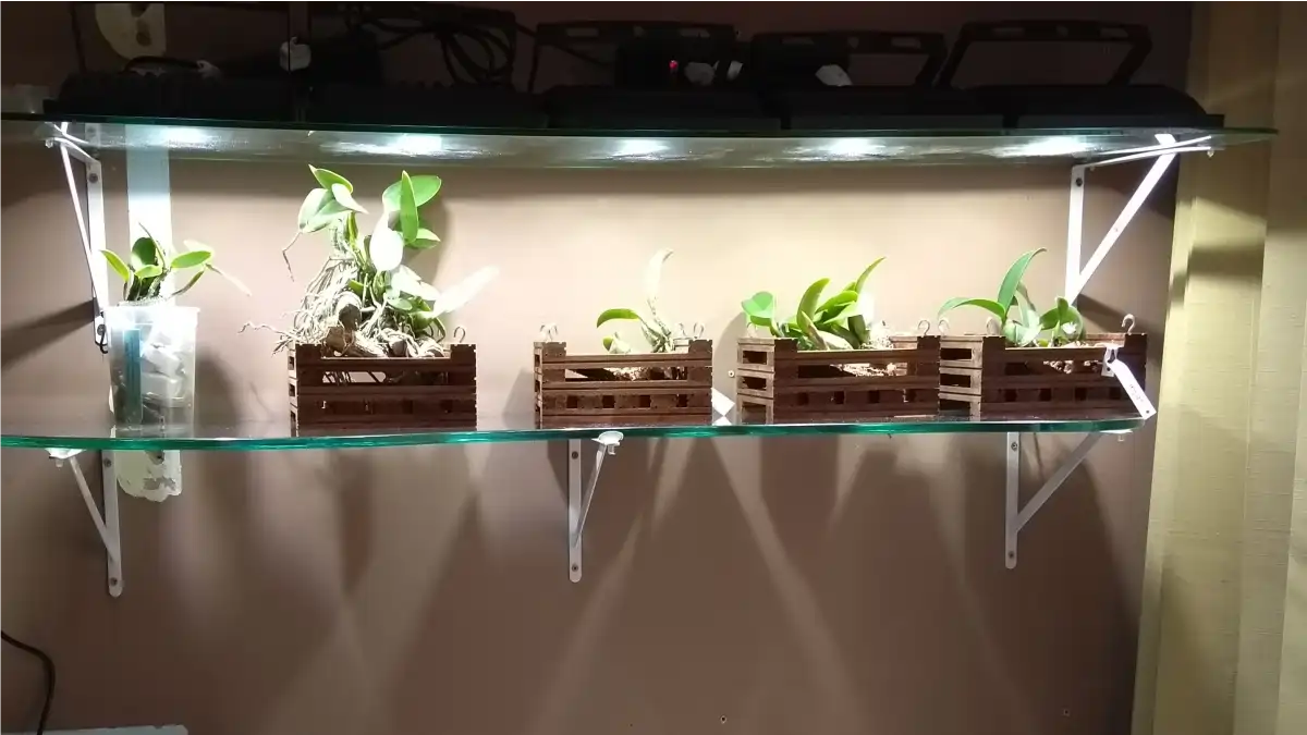 Led Grow, as lampadas para plantas de apartamento, todas as  dicas estão no blog Conversa Pronta.