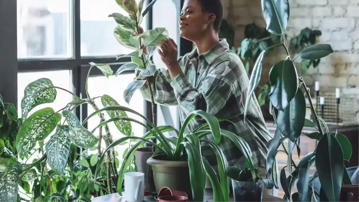 Meditação com plantas, guia completo do Blog Conversa Pronta.