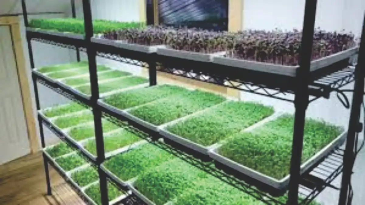 Bandejas de microverdes cultivados em casa, no blog Conversa Pronta tem o passo a passo.