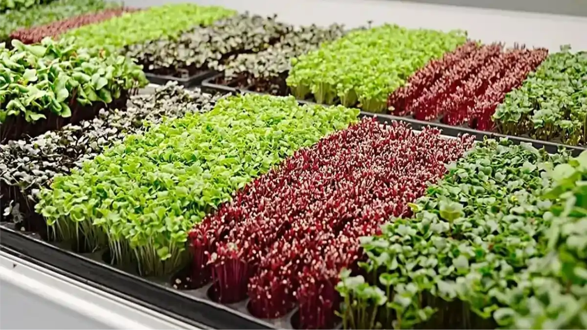 Bandejas de microverdes cultivados em casa, no blog Conversa Pronta.