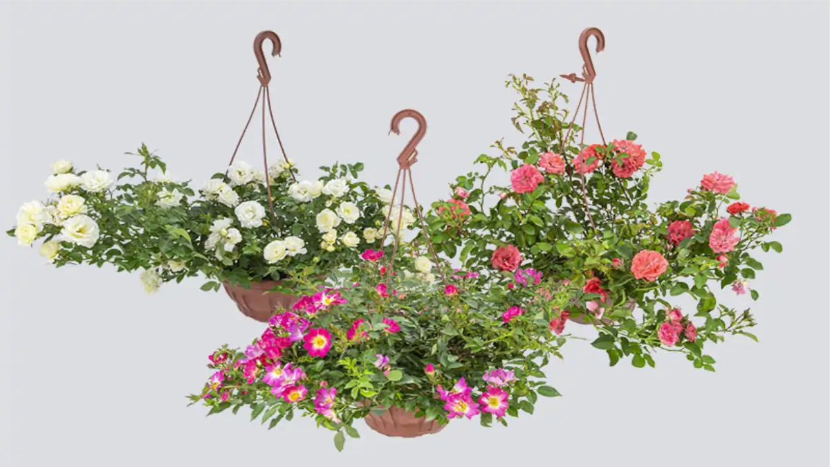 Mini Rosas fáceis de cultivar em casa e em vasos e floreiras, guia completo no blog Dica Pronta.