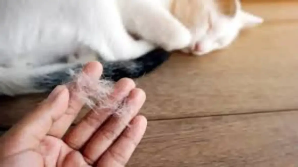Pelos de gato em casa, tutorial completo no blog Dica Pronta.