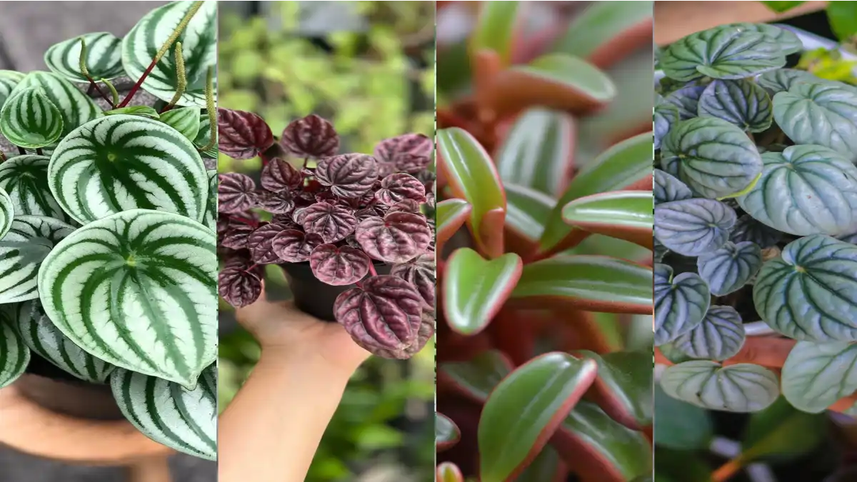 Peperonia, plantas de sombra no blog Conversa Pronta.