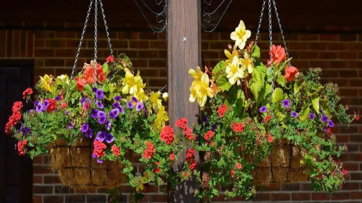 Plantas pendentes, o passo a passo no blog Conversa Pronta.
