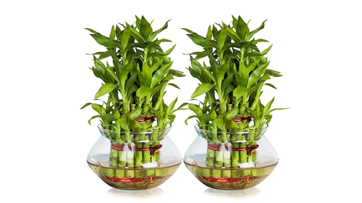 Plantas na água, cultivo do bambu da sorte e cuidados completo no blog Conversa Pronta.