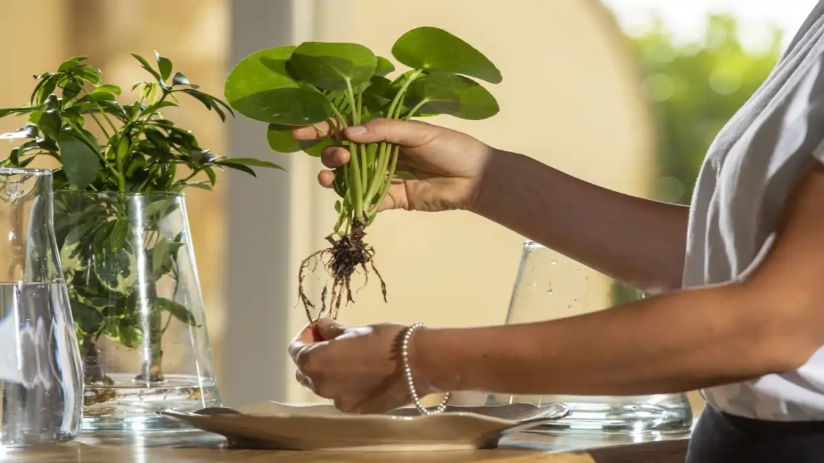 Plantas na água, cuidados e limpeza no blog Conversa Pronta.