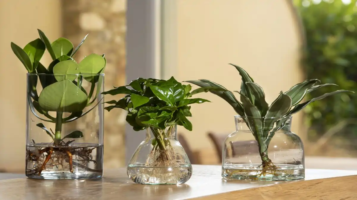 Plantas na água, cuidados no blog Conversa Pronta.