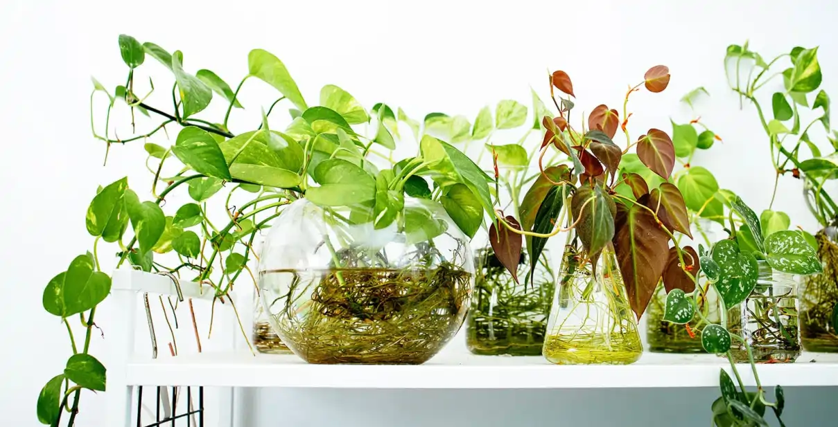 Plantas na água, cultivo e cuidados completo no blog Conversa Pronta.