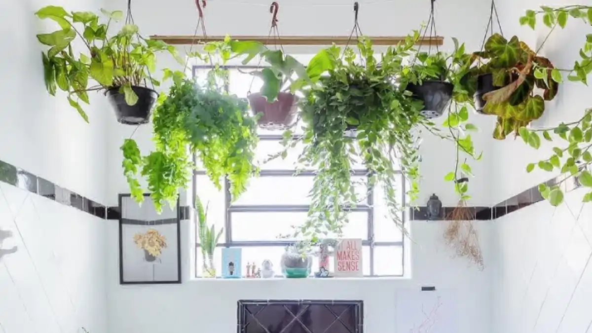 Plantas no banheiro, as dicas estão no blog Conversa Pronta.