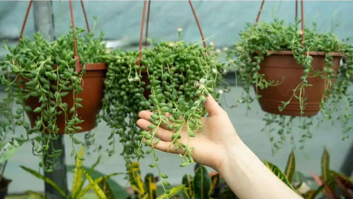 Plantas pendentes, passo a passo no blog Conversa Pronta.