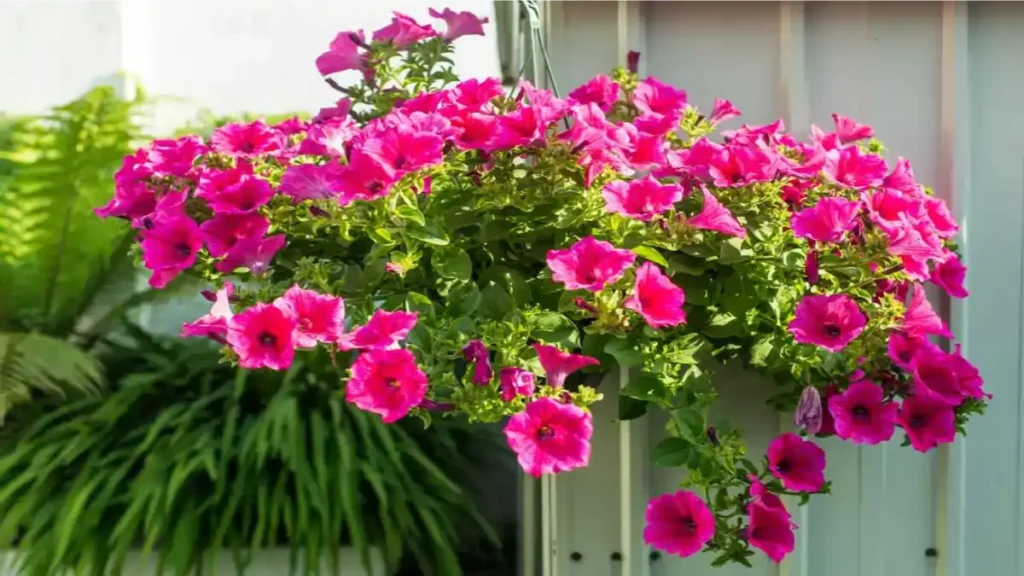 Plantas pendentes, passo a passo completo no blog Conversa Pronta.