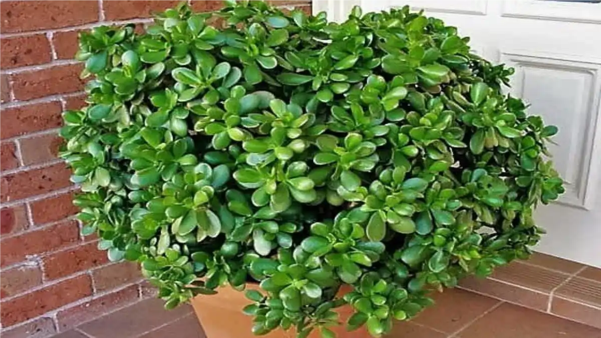 Plantas que trazem boas energias, jade, no blog conversa pronta.