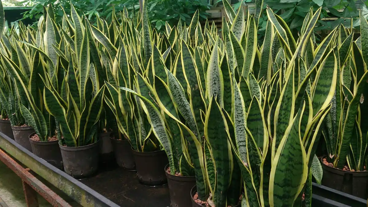 Plantas que trazem boas energias, espada de são jorge, no blog conversa pronta.