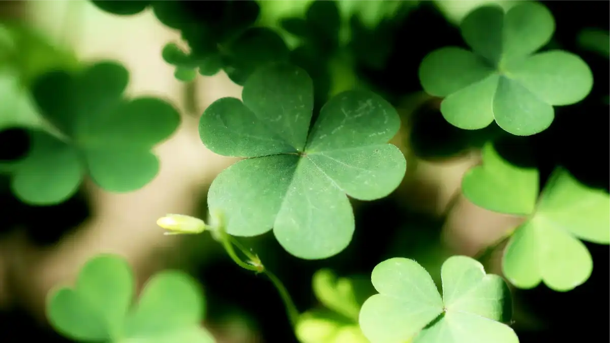 Plantas que trazem boas energias, trevo da sorte, no blog conversa pronta.