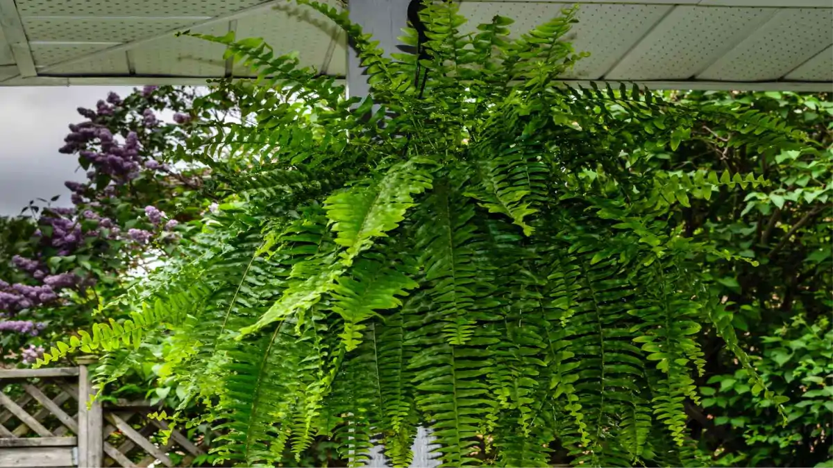 Plantas pendentes, samambaia, passo a passo no blog Conversa Pronta.