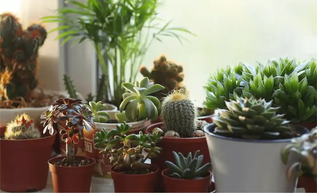Rega de suculentas e cactos no blog Conversa Pronta
