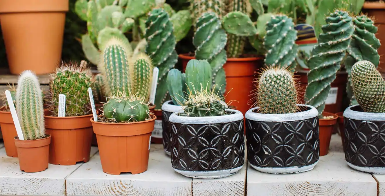 A rega de suculentas e cactos no blog Conversa Pronta