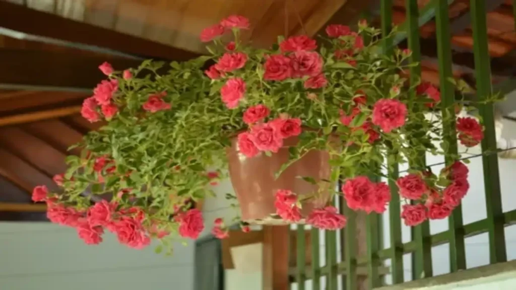 Rosas fáceis de cultivar em casa e em vasos, guia no blog Dica Pronta.