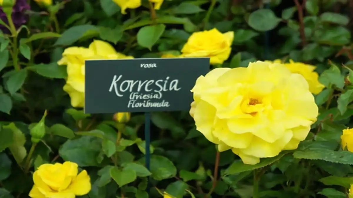 Rosas fáceis de cultivar em casa e em vasos, korrésia, guia no blog Dica Pronta.