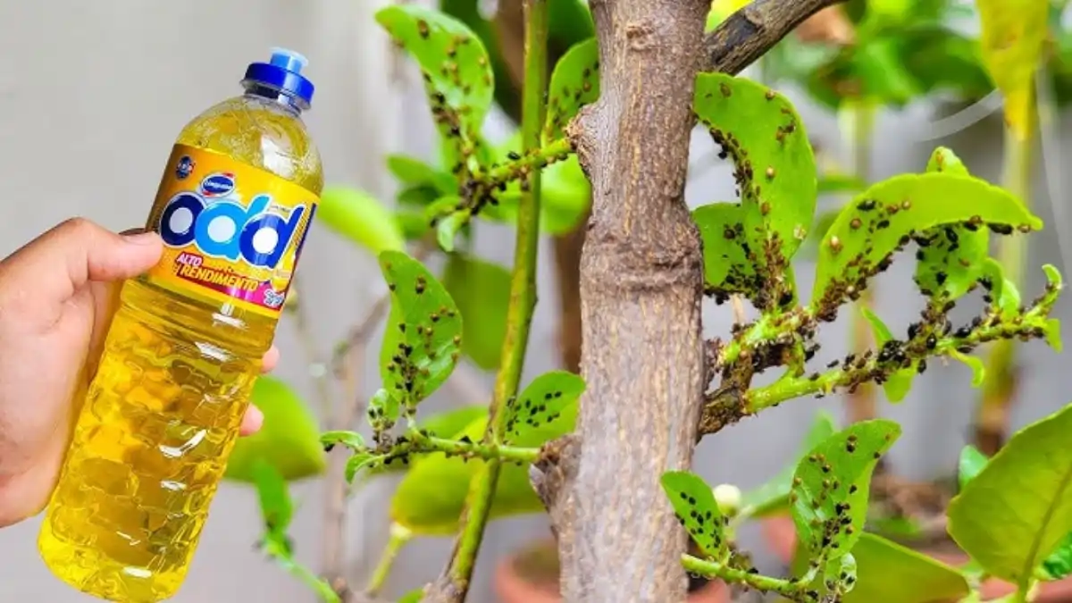 Aplicação de sabão contra pragas nas plantas, passo a passo e dicas completas estão no blog Conversa Pronta.
