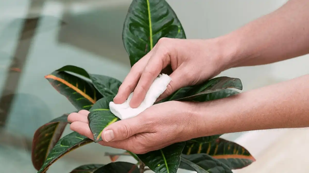 Aplicação de sabão contra pragas nas plantas, passo a passo e dicas completas no blog Conversa Pronta.