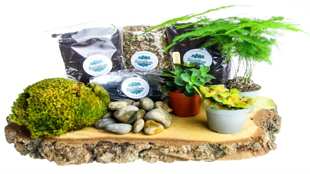 Terrário fechado e vidro, como fazer, no blog Conversa Pronta.