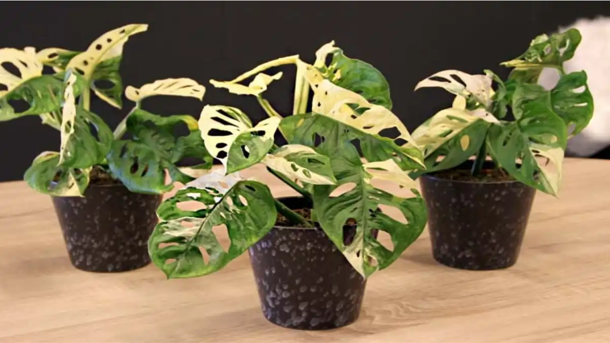 Renda extra com venda de plantas e mudas, no blog Conversa Pronta.