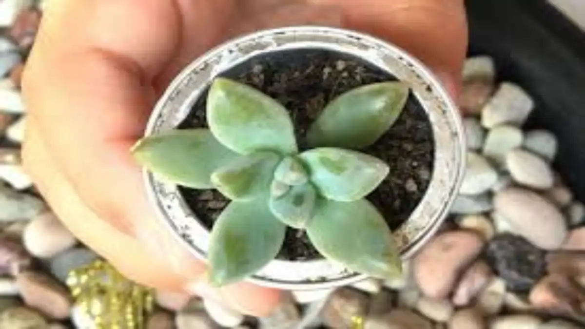 Vasos de gesso para plantas pequenas, passo a passo no blog Conversa Pronta.