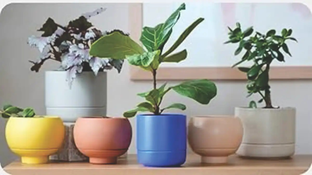 Vaso de plantas inteligente, auto irrigáveis, com plantas variadas, dicas e passo a passo no blog Conversa Pronta.