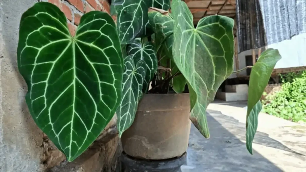 Renda extra com venda de plantas, tudo no blog Conversa Pronta.