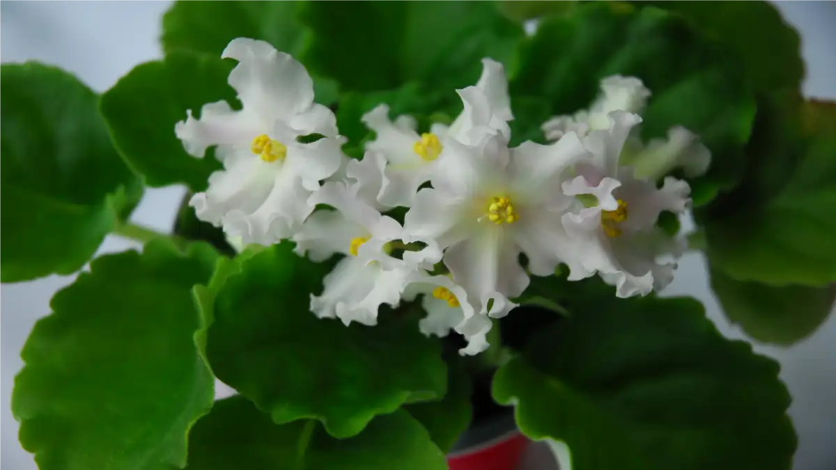 Vaso com violeta-africana, branca, no blog Conversa Pronta.