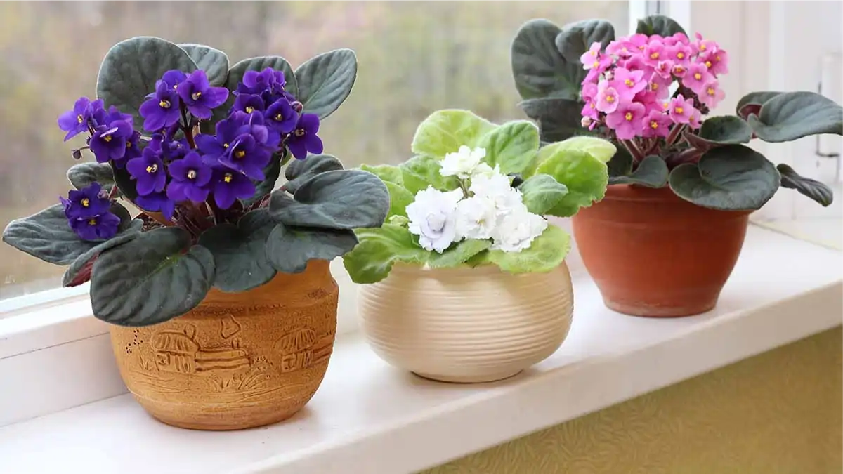 Vasos com violeta-africana varias cores, no blog Conversa Pronta.