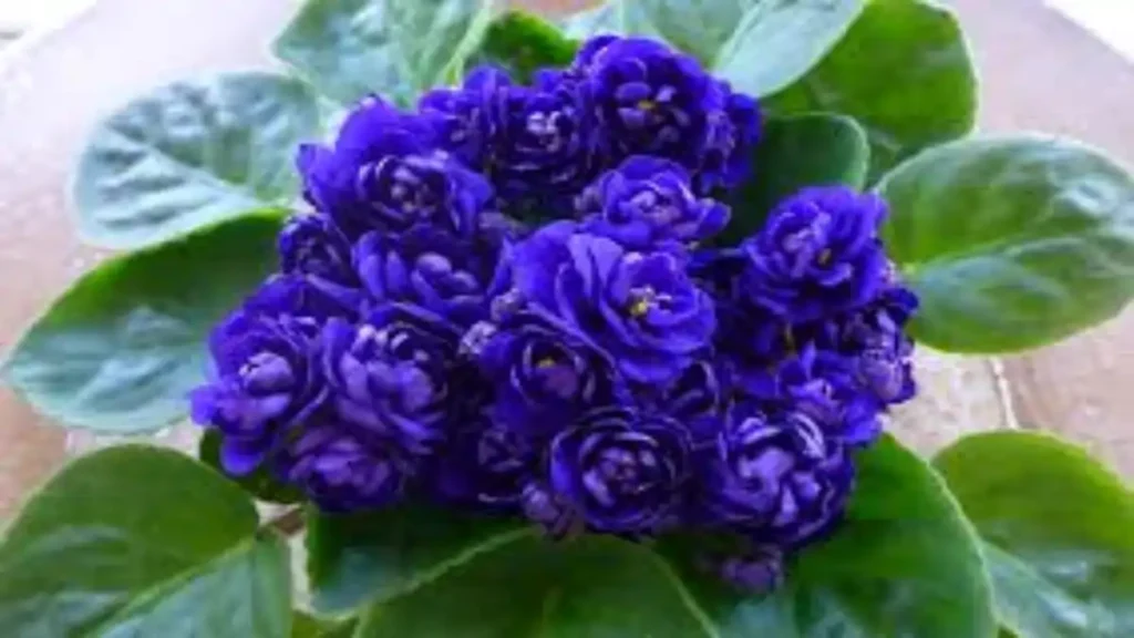 Um vaso com violeta-africana azul no blog Conversa Pronta.