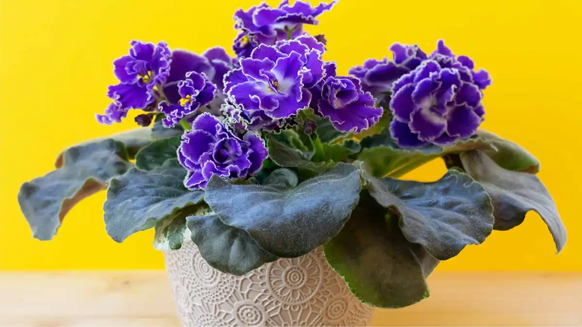 Vaso com violeta-africana, decoração, no blog Conversa Pronta.