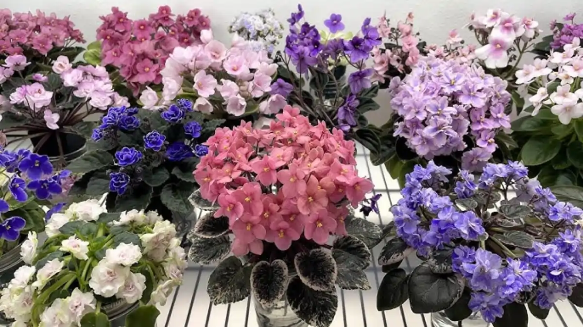 Vaso com violeta-africana, vários tipos, no blog Conversa Pronta.