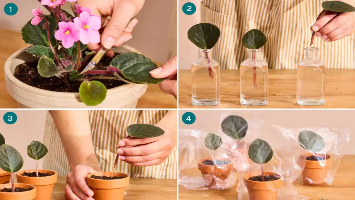 Vaso com violeta-africana, modo de propagação, no blog Conversa Pronta.