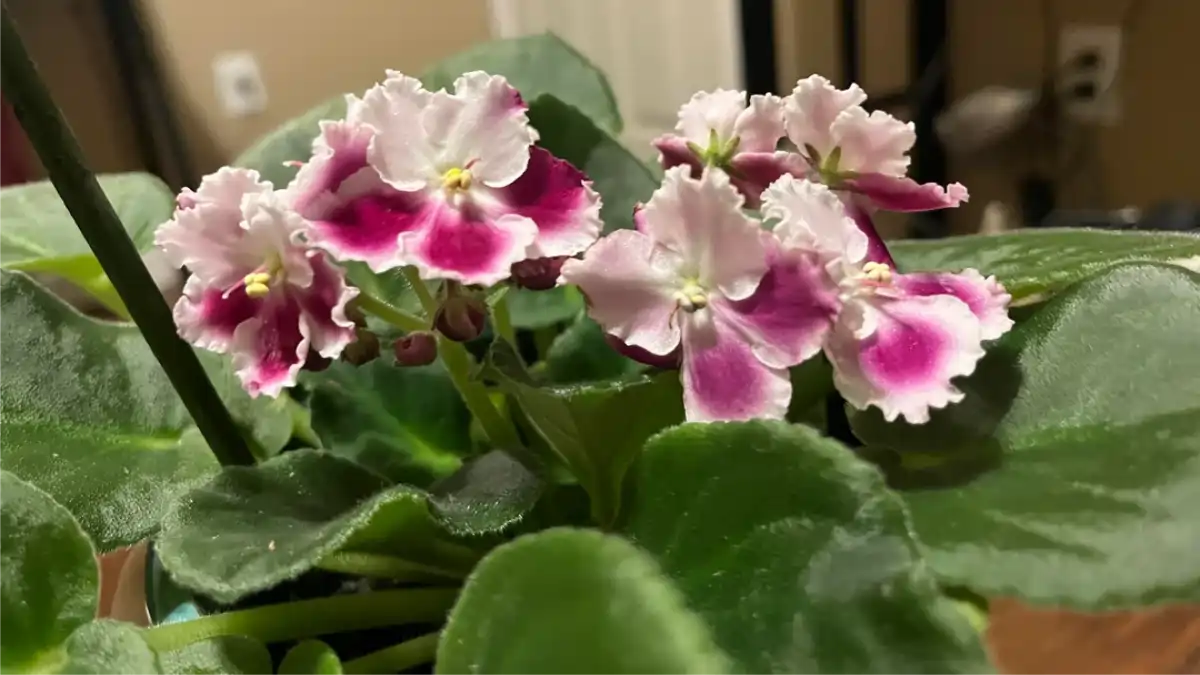 Vaso com violeta-africana, rosa, no blog Conversa Pronta.