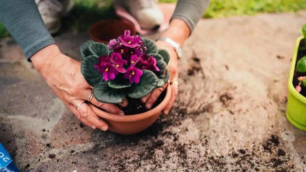Vaso com violeta-africana no substrato, no blog Conversa Pronta.